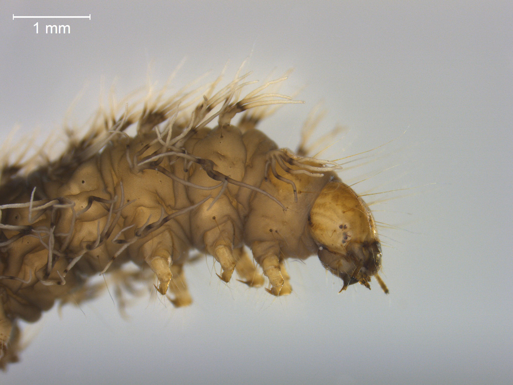 Parapoynx stratiotata